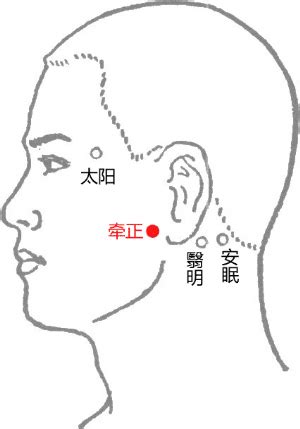 牽正穴|牵正